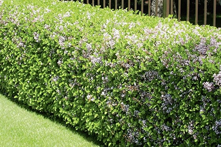 korean lilac types of hedges have the most wonderful flowers when in bloom