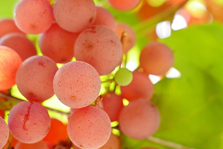 there are different varieties of grapes, like koshu grapes, that are native to japan