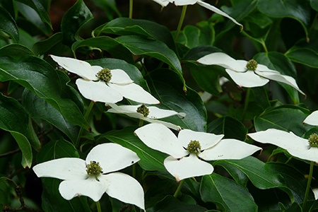 kousa dogwoods are dogwood species that are native to asia