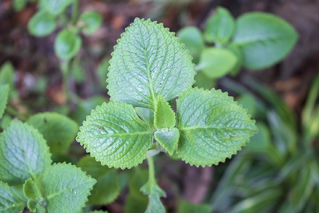 some types of basil plants like lemon basil offer you a specific flavor, and as you can guess, this one give your dish a tangy lemon flavor