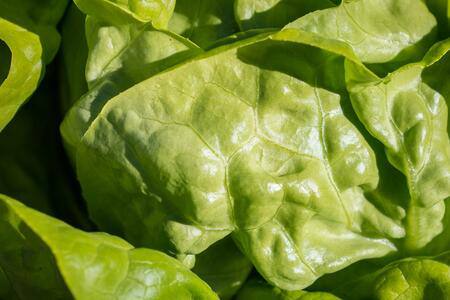 one of the most popular varieties of basil is lettuce basil, it is mainly used in salads