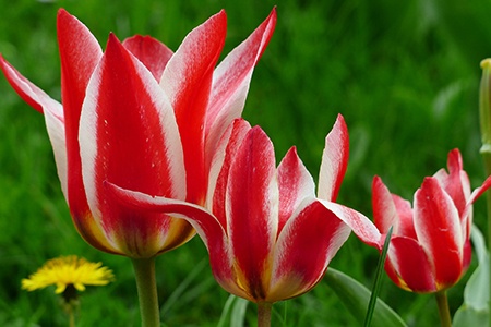 lily-flowered tulips