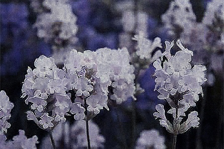 little lottie english lavender