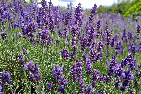 loddon blue english lavender
