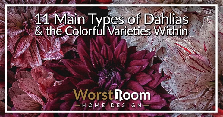 types of dahlias