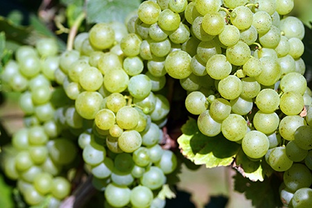 marquis grapes