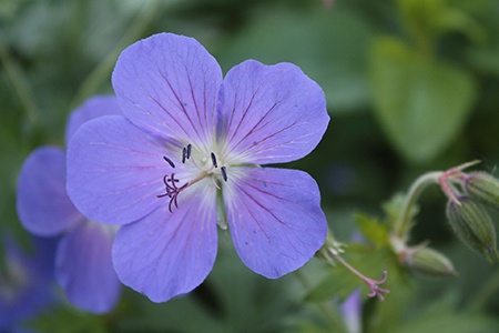 some types of geraniums like meadow geraniums grow in the cold weather