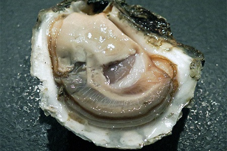misty point oysters are the most commonly preferred types of oysters all over the world
