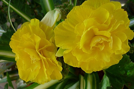 mocca yellow begonia