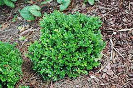 morris dwarf boxwood