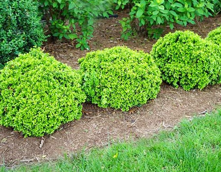 14 Types of Boxwood Shrubs to Spruce Up Your Lawn & Garden - WR