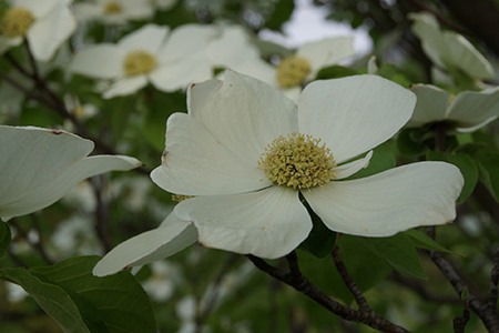 there are different types of dogwood trees that have excellent amount of tolerance against drought