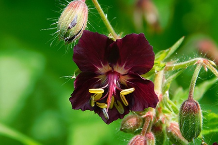 some varieties of geraniums have unique colorings and mourning widow geraniums are definitely one of them with its deep violet flowers