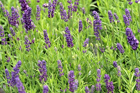 munstead english lavender