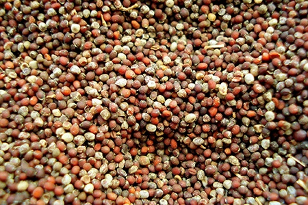 mustard seeds