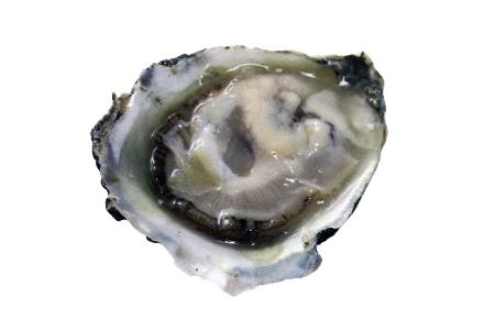 olympia oysters