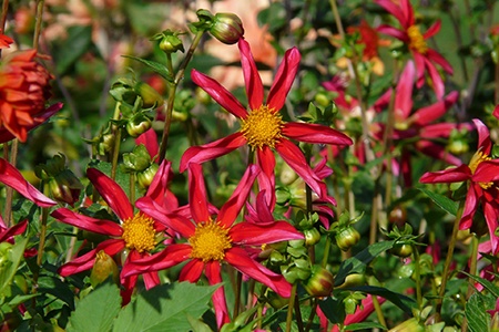 orchid dahlias are types of dahlias that have single flowering and color shades that resembles orchids