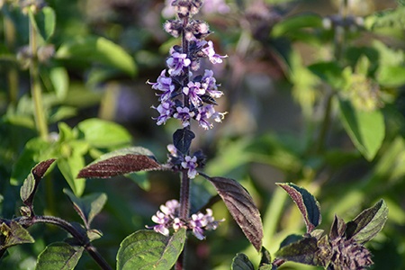 other types of basil