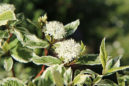 some kinds of dogwood trees like pagoda dogwood would not grow so thick, it would be a good choice for small spaces