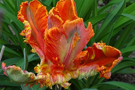 parrot tulips