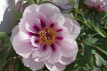 some types of peonies can grow in almost anywhere and pastel splendor peonies are one of them