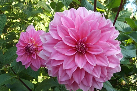 peony dahlias