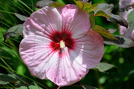 perennial hibiscus