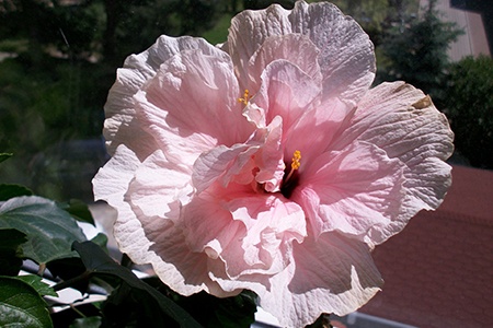 pink chiffon