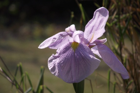 pink frost irises