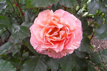 pink hawaiian coral peony