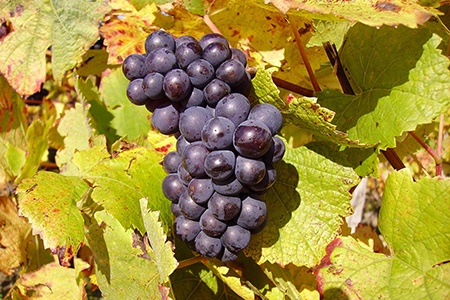pinot noir grapes are specific varieties of grapes that is used in wine making
