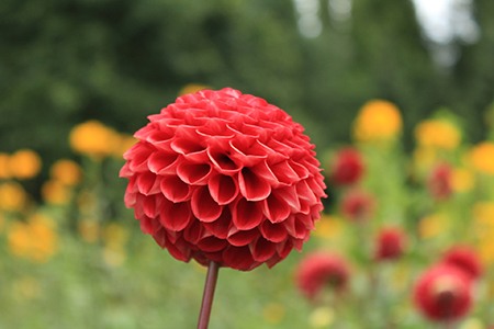 some dahlia types are eye-catching for sure and pompon dahlias are definitely one of them