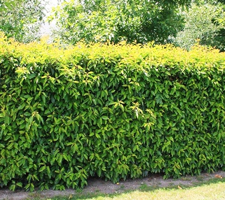portugal laurel hedge types are attractive in that they have less dense foilage