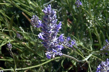 if fragrance is so important to you amont all varieties of lavender, portuguese lavender is your best choice