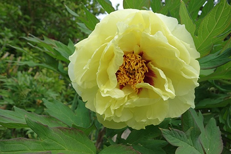 prairie charm peony