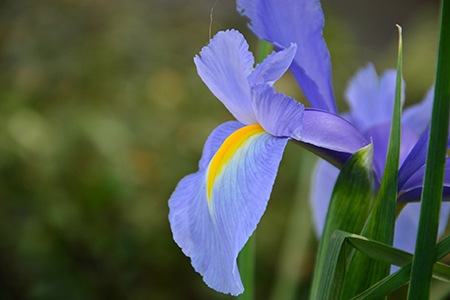 professor blaauw irises