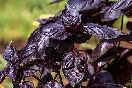 there are different types of basil like purple basil that are not green, they are mainly used to add a different color to dishes