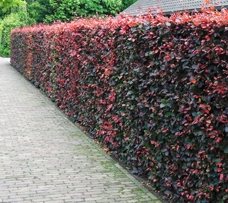 purple beech hedge