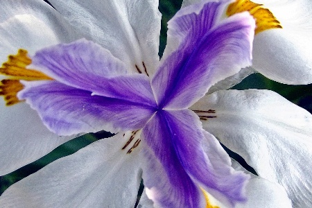 queen's tiara irises