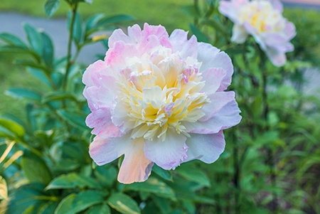 raspberry sundae peony