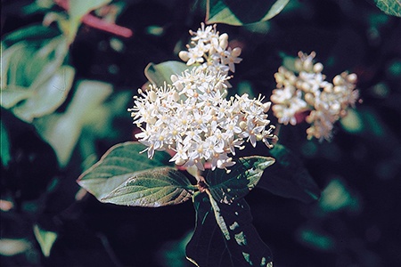 some varieties of dogwood trees like red osier dogwood are tolerant of floods