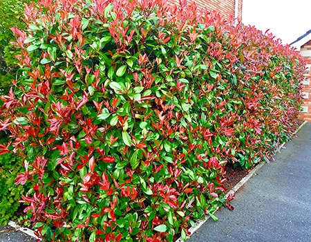 red robin hedge