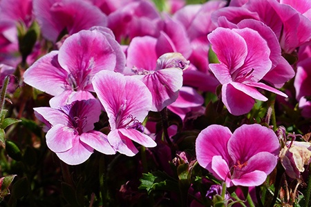 regal geranium