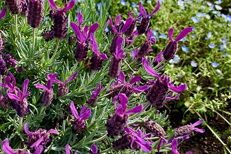 regal splendor french lavender