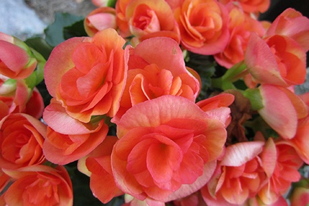 reiger begonia