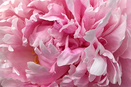 reine hortense peony