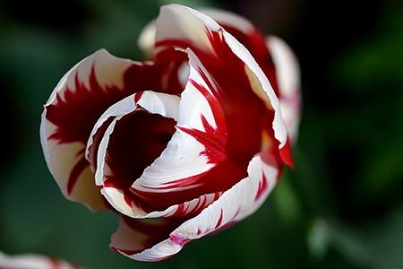 rembrandt tulips
