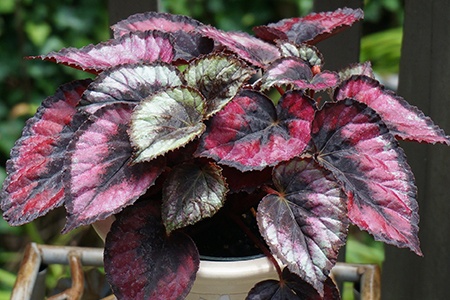 some types of begonia do not look like actual begonias and rex begonia is one of them