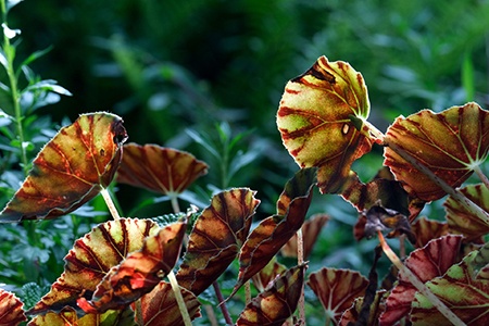 rhizomatous begonia