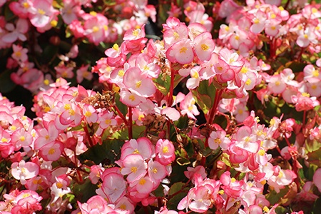 richmond begonia